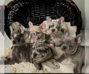 French Bulldog Litter for sale in CHICAGO, IL, USA