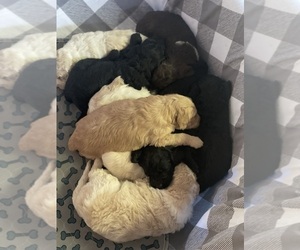 Goldendoodle Litter for sale in BOKOSHE, OK, USA