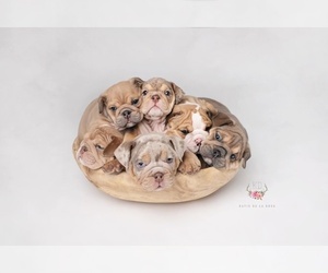 English Bulldog Litter for sale in MURRIETA, CA, USA