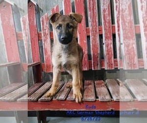 German Shepherd Dog Litter for sale in TOPEKA, IN, USA
