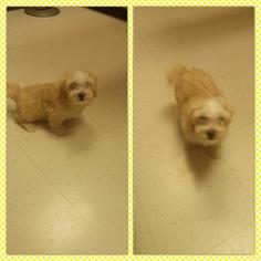 Maltese-Poodle (Toy) Mix Litter for sale in HOUSTON, TX, USA