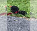 Small Photo #1 Bouvier Des Flandres-Poodle (Standard) Mix Puppy For Sale in LAKELAND, FL, USA