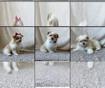 Small Photo #1 Shiranian Puppy For Sale in CALLAO, MO, USA