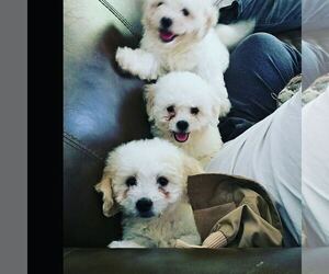 Bichon Frise Litter for sale in FORT WASHINGTON, MD, USA