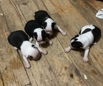 Small Photo #1 Boston Terrier Puppy For Sale in EMIT, NC, USA
