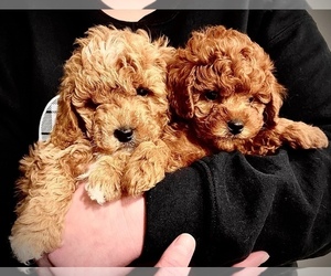 Goldendoodle (Miniature) Litter for sale in SPANISH FORK, UT, USA