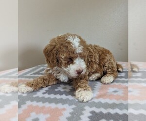 Poodle (Miniature) Litter for sale in DUNNVILLE, KY, USA