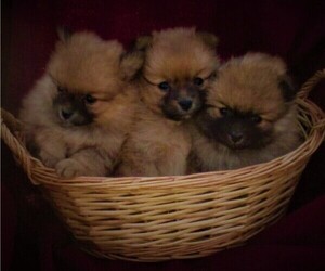 Pomeranian Litter for sale in MC CLURE, PA, USA