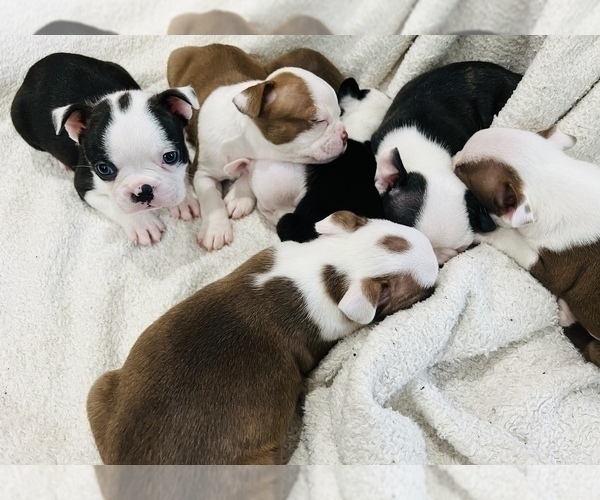 Medium Photo #1 Boston Terrier Puppy For Sale in PIKEVILLE, NC, USA