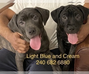 Cane Corso Litter for sale in DENTSVILLE, MD, USA