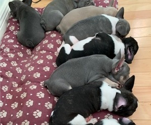 French Bulldog Litter for sale in FORT MYERS, FL, USA