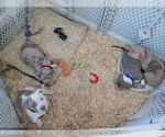 Small Photo #1 American Bully Puppy For Sale in BARNEGAT, NJ, USA