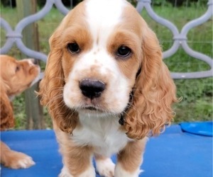 Cocker Spaniel Litter for sale in CUMBERLAND, VA, USA