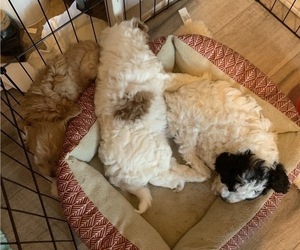 Mal-Shi-Poodle (Miniature) Mix Litter for sale in BATTLE GROUND, WA, USA