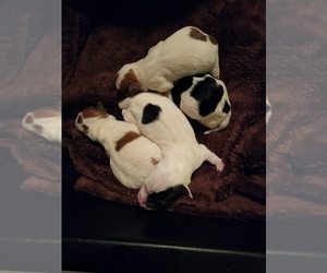 Jack Russell Terrier Litter for sale in COLUMBIA, SC, USA