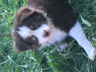 Medium Miniature Australian Shepherd