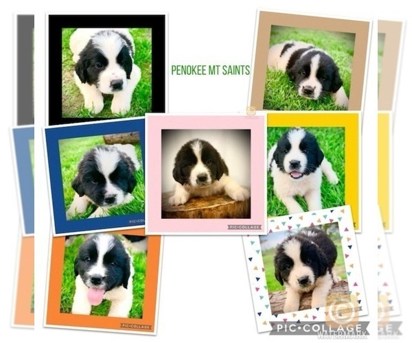 Medium Photo #1 Newfoundland-Saint Bernard Mix Puppy For Sale in MARENGO, WI, USA