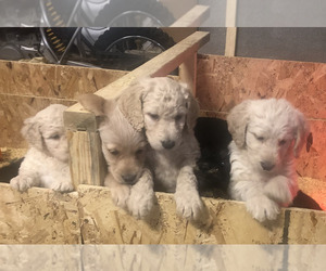 Labradoodle Litter for sale in ROCKFORD, IA, USA