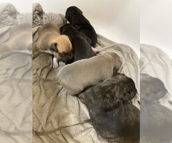 Medium Photo #1 American Pit Bull Terrier-Labrador Retriever Mix Puppy For Sale in LINCOLN, NE, USA
