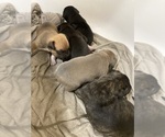 Small Photo #1 American Pit Bull Terrier-Labrador Retriever Mix Puppy For Sale in LINCOLN, NE, USA