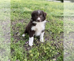 Australian Shepherd Litter for sale in EXETER, MO, USA