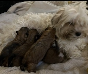 Shorkie Tzu Litter for sale in NEW YORK, NY, USA