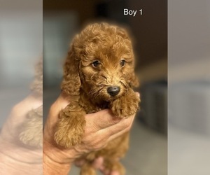 Poodle (Toy) Litter for sale in AUBURN, CA, USA