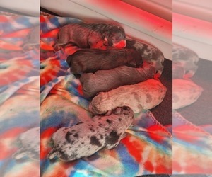 American Bully Litter for sale in BROOKSVILLE, FL, USA