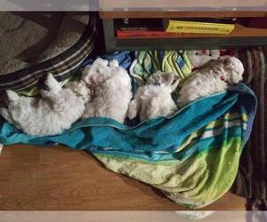Maltese-Poodle (Toy) Mix Litter for sale in ONTARIO, CA, USA