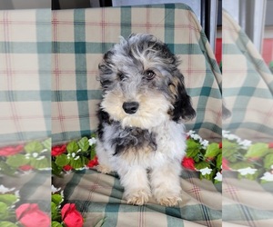 Poodle (Miniature) Litter for sale in HAGERSTOWN, IN, USA