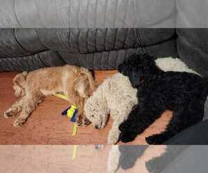 Labradoodle Litter for sale in GEORGETOWN, KY, USA