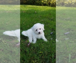 Bichon Frise Litter for sale in STAFFORD SPRINGS, CT, USA
