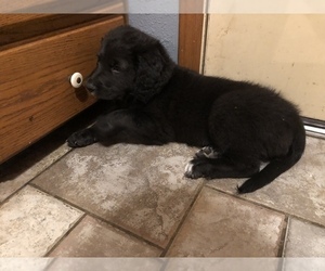 Bernedoodle-Border Collie Mix Litter for sale in CLEVER, MO, USA