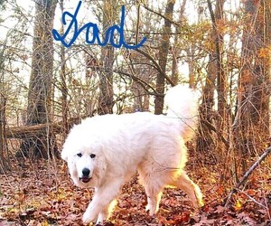Great Pyrenees Litter for sale in HUMANSVILLE, MO, USA