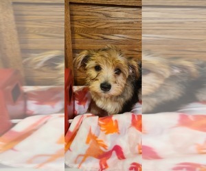 Yorkshire Terrier Litter for sale in WATAUGA, TN, USA