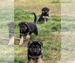 Small Photo #1 German Shepherd Dog Puppy For Sale in CHURCHVILLE, MD, USA