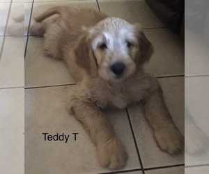Goldendoodle Litter for sale in PALO CEDRO, CA, USA
