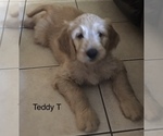 Small Photo #1 Goldendoodle Puppy For Sale in PALO CEDRO, CA, USA