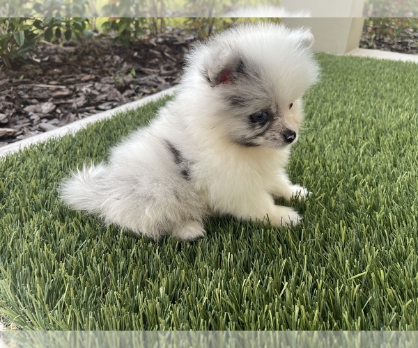 Medium Photo #1 Pomeranian Puppy For Sale in ORLANDO, FL, USA