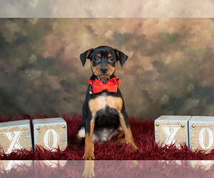 Miniature Pinscher Litter for sale in WARSAW, IN, USA