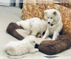 Samoyed Litter for sale in CONESUS, NY, USA