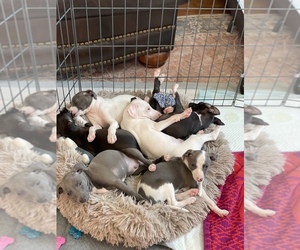 Italian Greyhound Litter for sale in HELENDALE, CA, USA