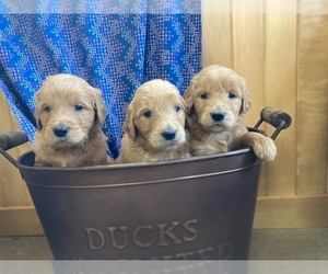 Goldendoodle Litter for sale in DALLAS, WI, USA