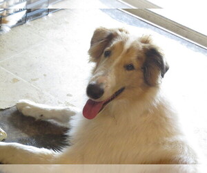 Collie Litter for sale in PALM BAY, FL, USA