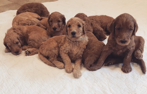 Medium Photo #1 Goldendoodle Puppy For Sale in FORT WAYNE, IN, USA