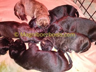 Boerboel Litter for sale in CROWN POINT, IN, USA