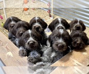 Wirehaired Pointing Griffon Litter for sale in TOLLHOUSE, CA, USA