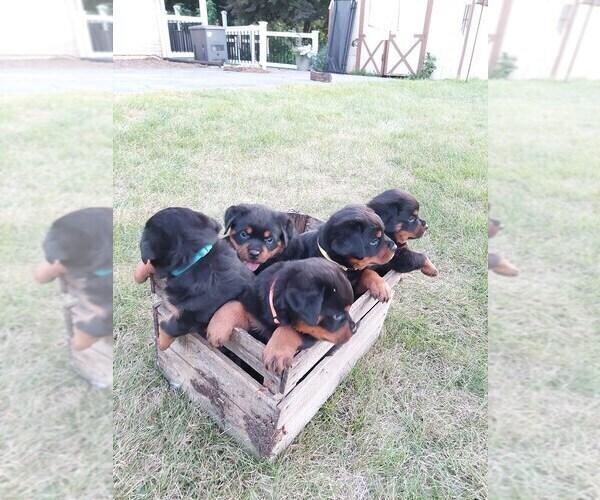 Medium Photo #1 Rottweiler Puppy For Sale in LEOLA, PA, USA