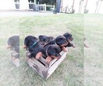 Small Photo #1 Rottweiler Puppy For Sale in LEOLA, PA, USA