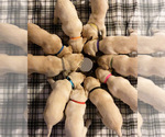 Small Photo #1 Labrador Retriever Puppy For Sale in MOUNT PLEASANT, IA, USA